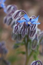 Borage, Borago officinalis.