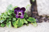 Viola, Viola 'Ruby Gold'.