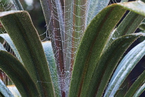 Cordyline, Cordyline australis 'Sundance'.