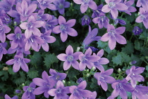 Campanula, Bellflower, Campanula poscharskyana.