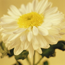 Chrysanthemum, Chrysanthemum 'Inga'.