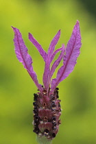 Lavender, French lavender, Lavandula stoechas sub sp pedunculata.