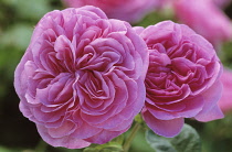 Rose, Rosa 'Gertrude Jekyll' syn R Ausbord'.