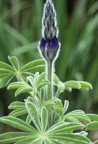 Lupin, Lupinus.