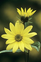 Sunflower, Helianthus 'Lemon Queen'.