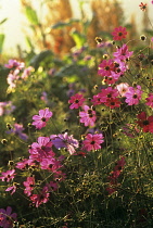 Cosmos, Cosmos bipinnatus 'Dazzler'.