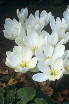 Crocus, Autumn crocus, Colchicum speciosum 'Album'.