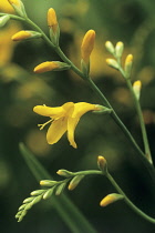 Montbretia, Crocosmia x crocosmiiflora 'Citronella'.