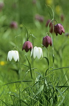 Fritillary, Snake's head fritillary, Fritillaria meleagris.