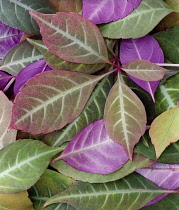 Virginia creeper, Parthenocissus thomsonii.