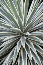 Yucca, Yucca gloriosa variegata.