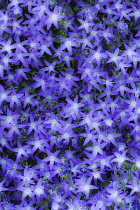 Campanula, Bellflower, Campanula poscharskyana.