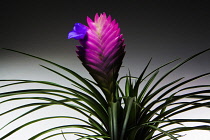 Pinkquill, Tillandsia cyanea.