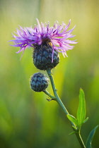 Knapweed, Centaurea.