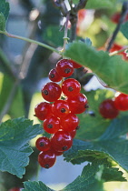 Currant, Redcurrant, Ribes rubrum sativum 'Earliest of Fourlands'.