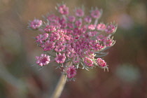 Carrot, Wild carrot, Daucus carota.