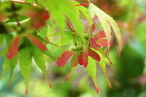 Japanese Maple, Acer palmatum.