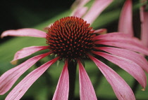 Echinacea, Purple coneflower, Echinacea purpurea.