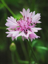 Cornflower, Centaurea cyanus.