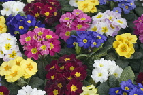 Primrose, Primula.