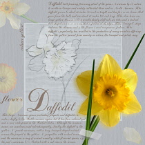 Daffodil, Narcissus.