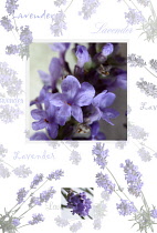 Lavender, Lavandula augustifolia.