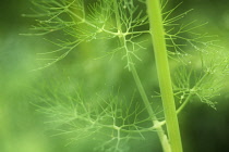 Dill, Anethum graveolens.