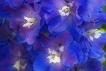 Delphinium.