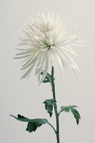 Chrysanthemum.