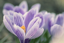 Crocus, Crocus vernus.