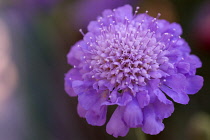 Pincushionflower, Scabiosa.