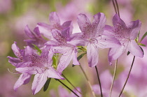 Azalea, Rhododendron.