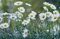 Daisy, Ox-eye daisy, Leucanthemum vulgare.