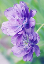 Tulip, Tulipa 'Blue spectacle'.