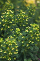 Euphorbia, Spurge, Euphorbia canariensis.