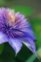 Clematis.