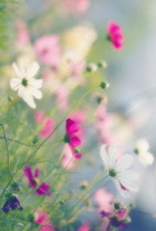 Cosmos, Cosmos bipinnatus.