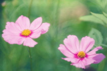 Cosmos, Cosmos bipinnatus.