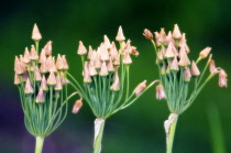 Nectaroscordum, Nectaroscordum siculum bulgaricum.