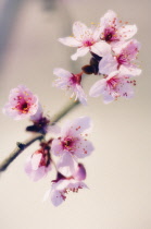 Cherry Plum, Prunus cerasifera.