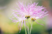 Chrysanthemum.