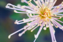 Chrysanthemum.