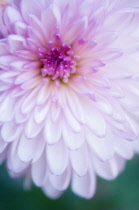 Chrysanthemum.