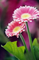 Gerbera, Barberton daisy, Gerbera jamesonii.