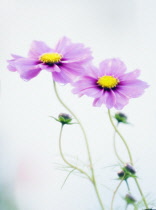 Cosmos, Cosmos bipinnatus.