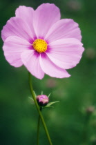 Cosmos, Cosmos bipinnatus.