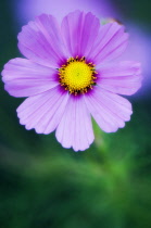 Cosmos, Cosmos bipinnatus.