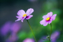 Cosmos, Cosmos bipinnatus.