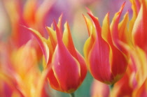 Tulip, Tulipa.