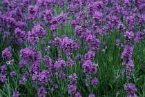 Lavender, Lavandula augustifolia.